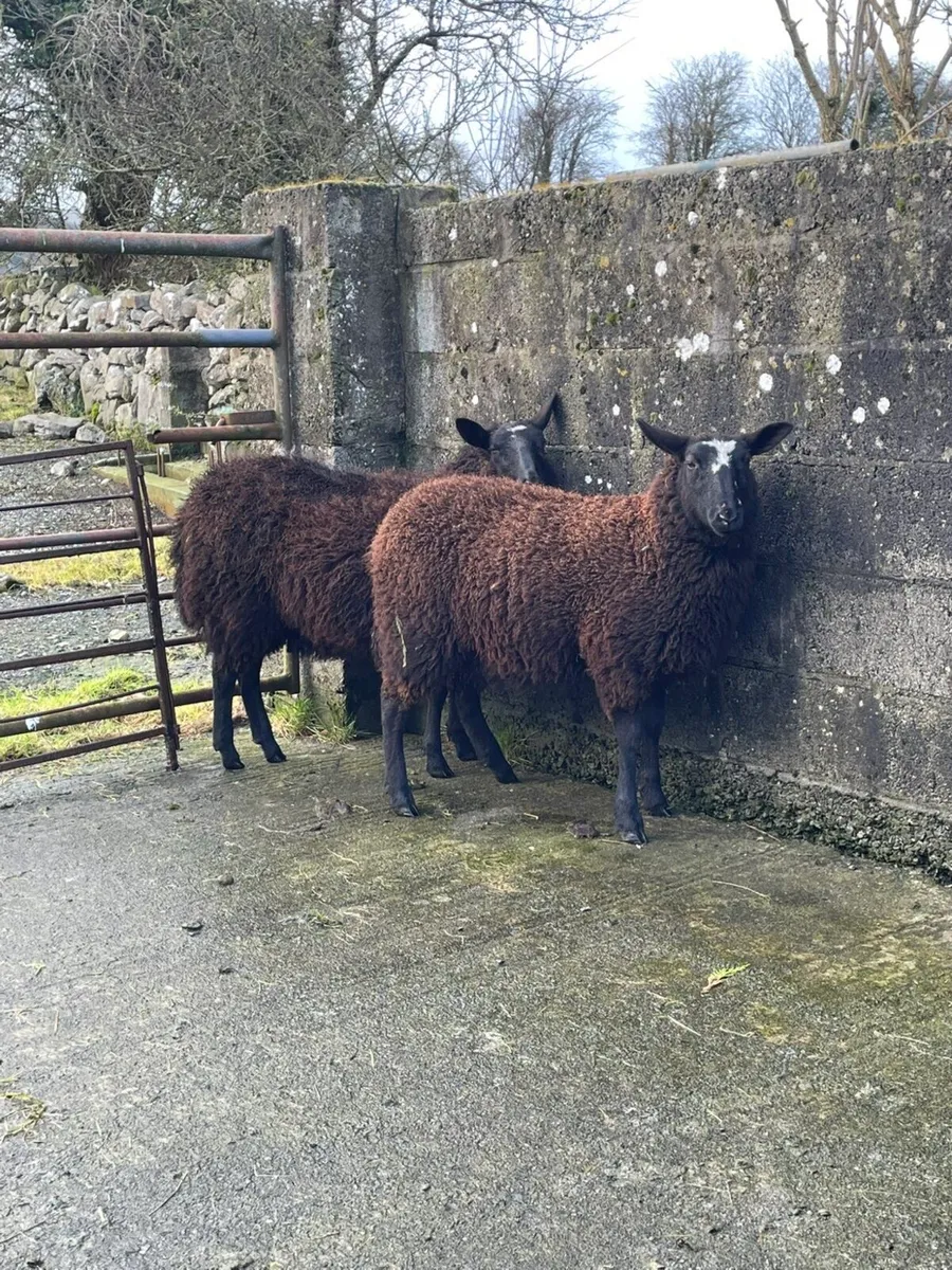 Zwartable cross Ewe lambs - Image 3
