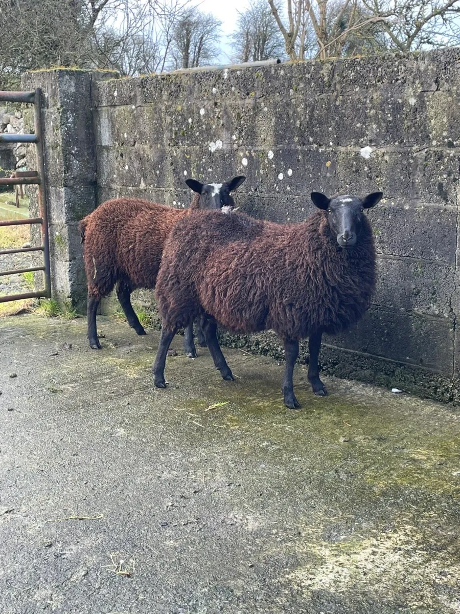 Zwartable cross Ewe lambs - Image 4