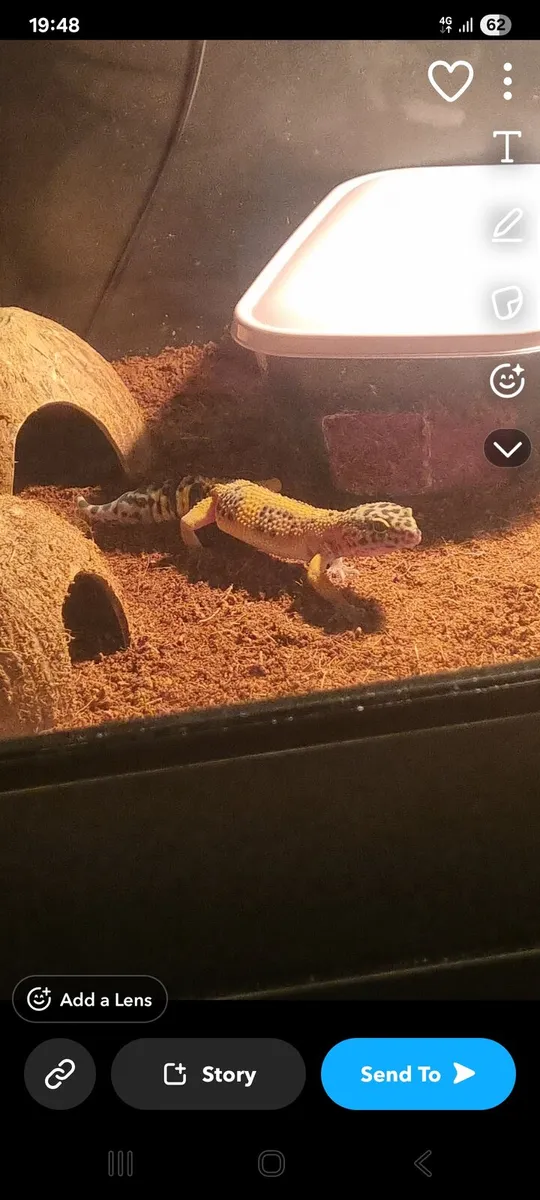 Leopard gecko & setup - Image 1