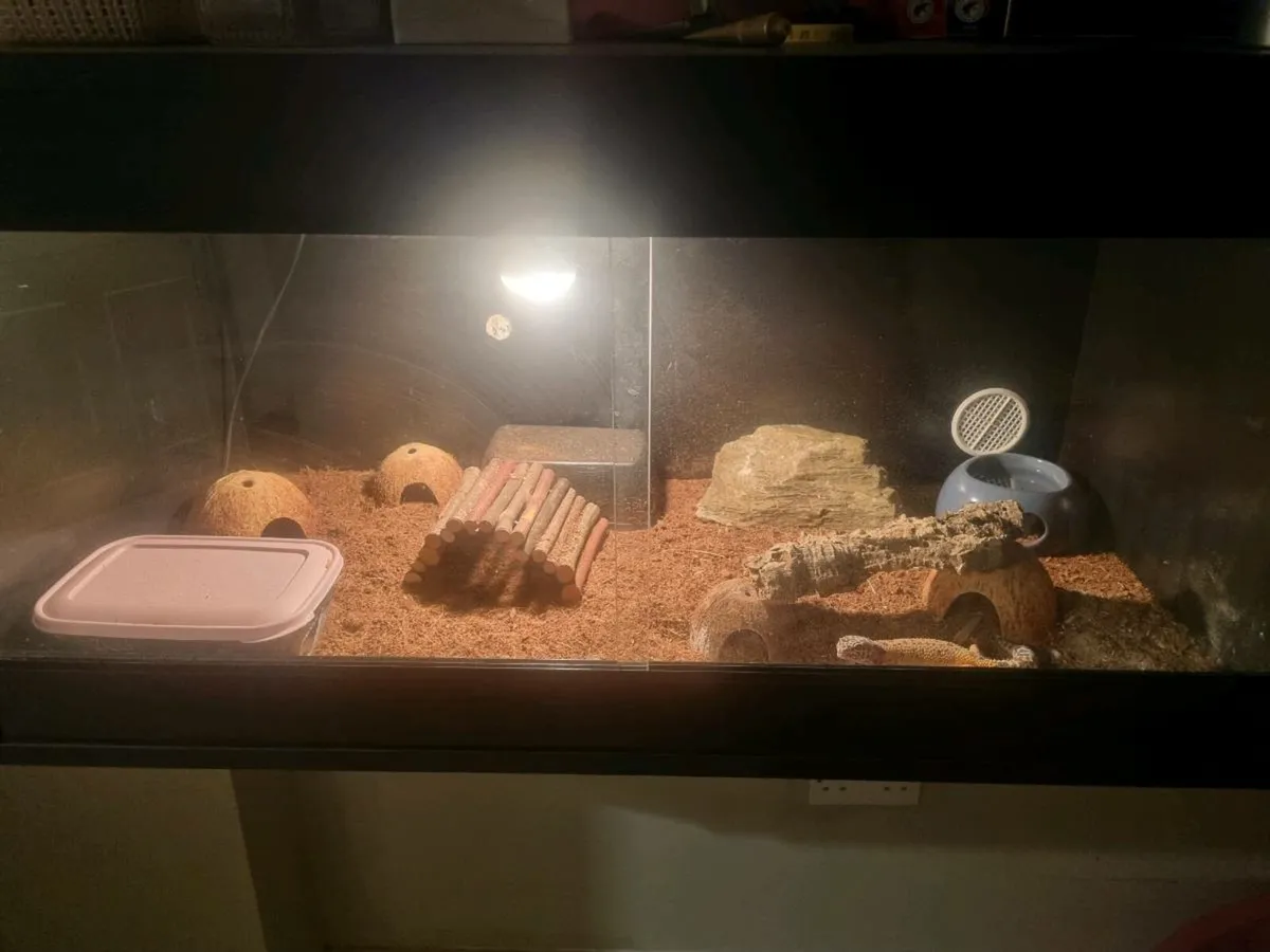 Leopard gecko & setup - Image 2