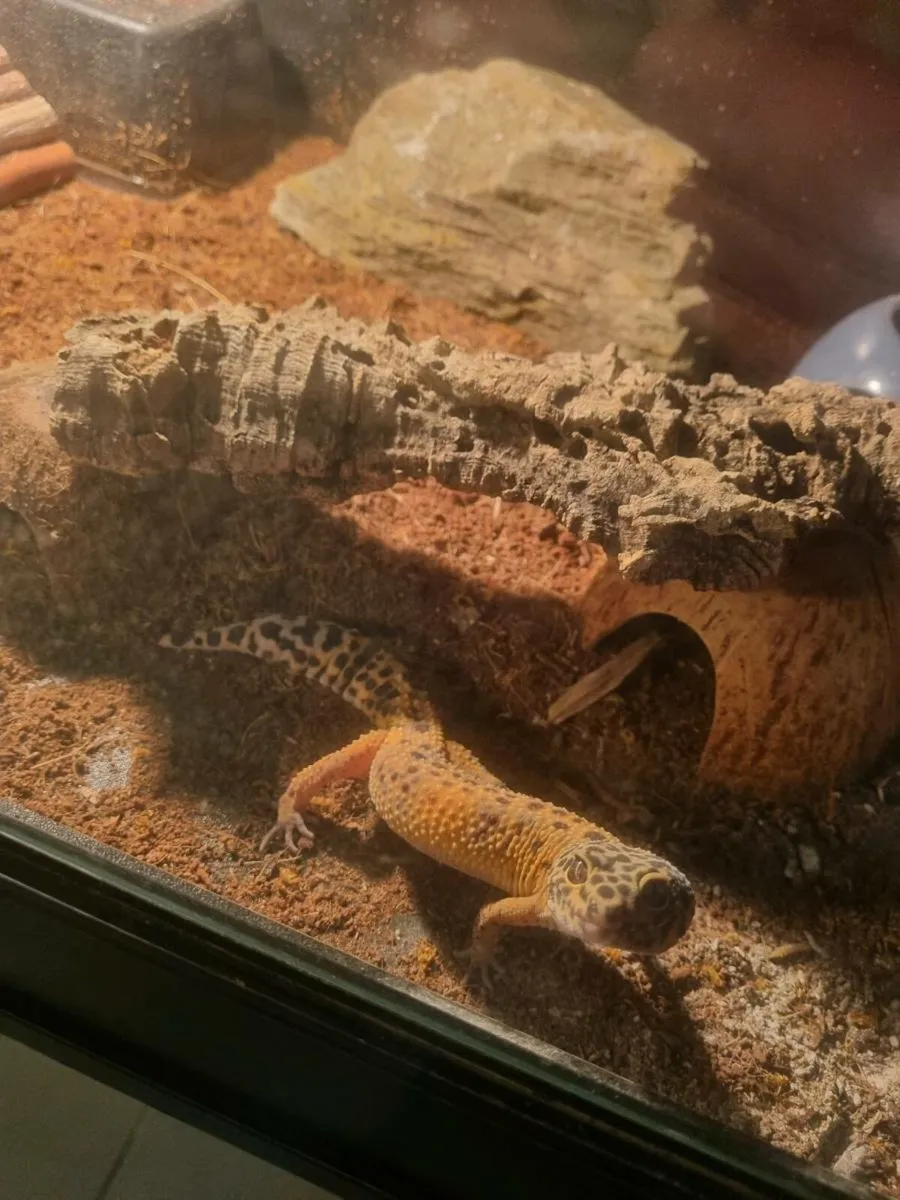 Leopard gecko & setup - Image 3