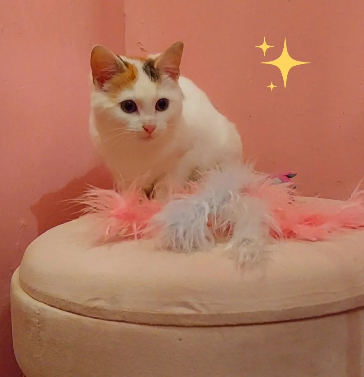 Sweet kitten - Image 1