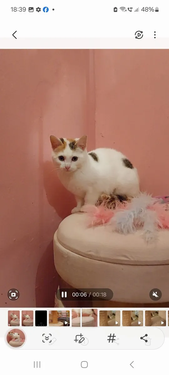 Sweet kitten - Image 2