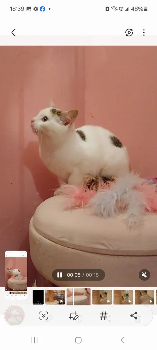 Sweet kitten - Image 3