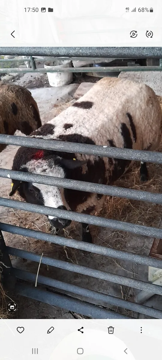 Dutch spotted - Image 1