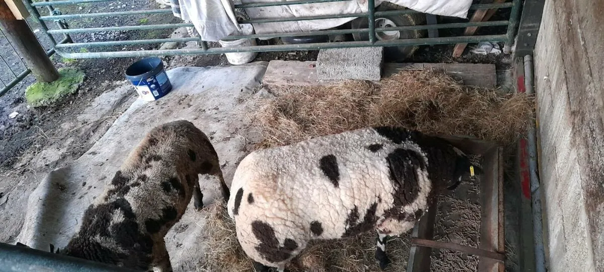 Dutch spotted - Image 2