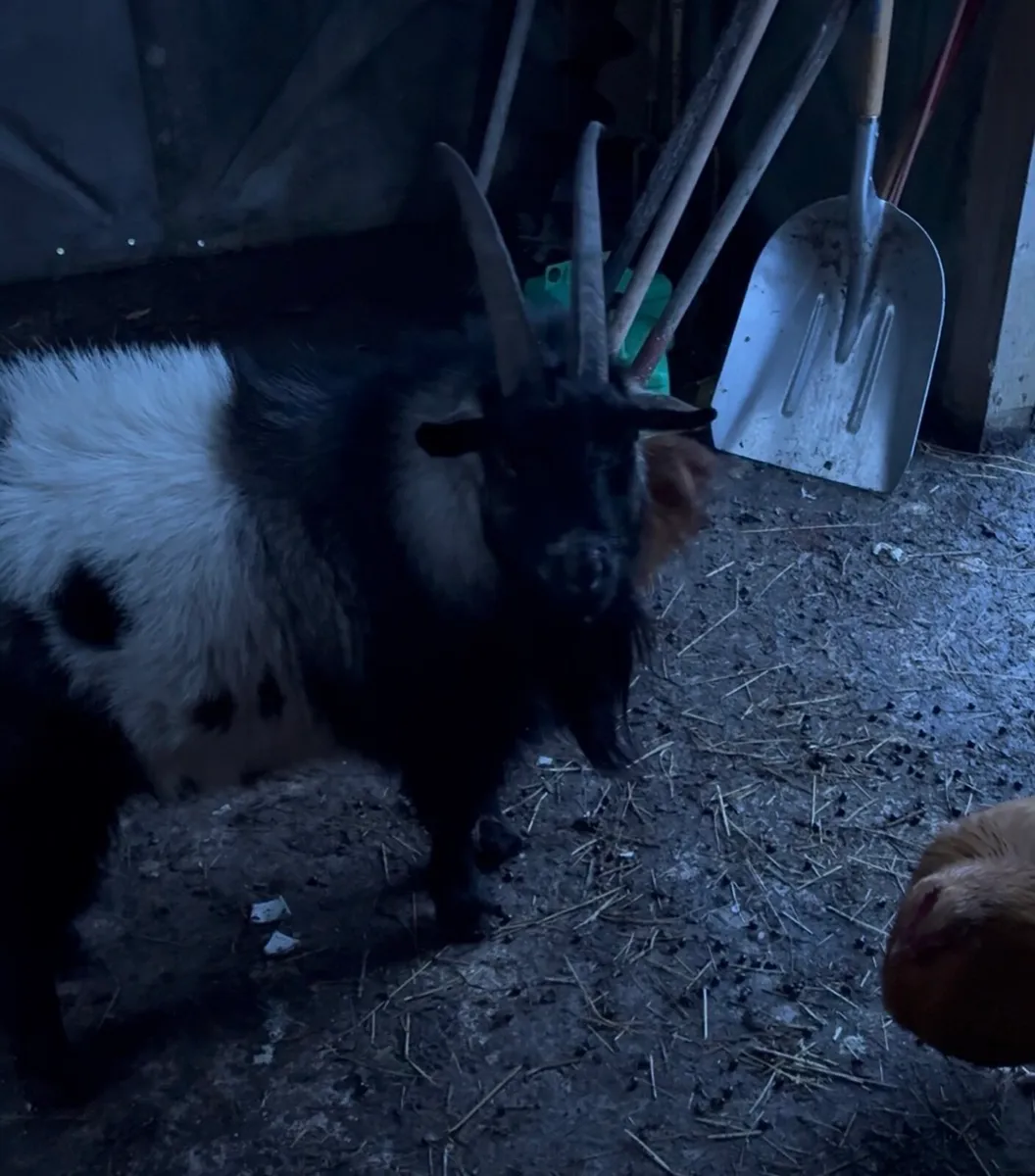 Pygmy buck - Image 1