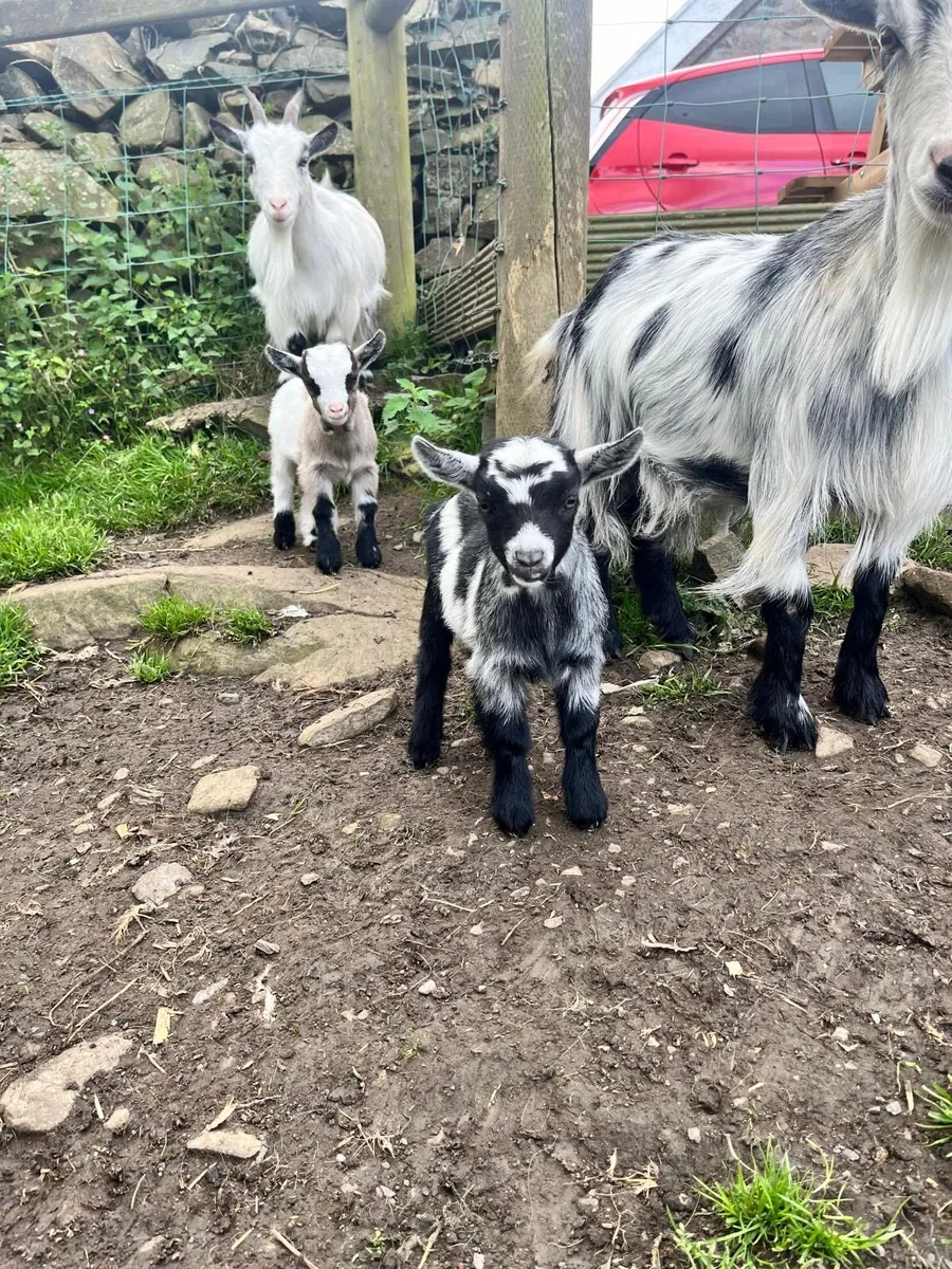 Pygmy buck - Image 3