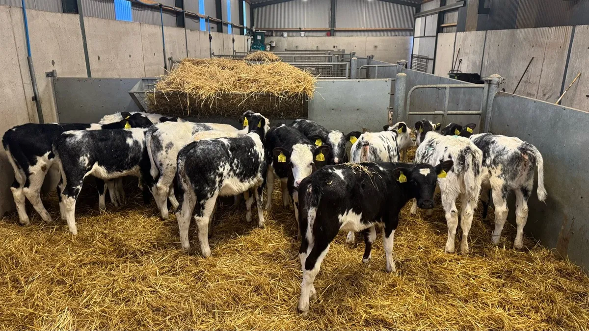 12 Belgian Blues - Image 1