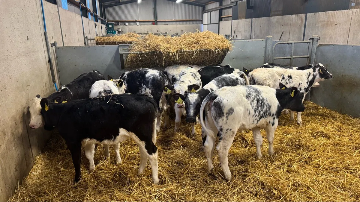 12 Belgian Blues - Image 2