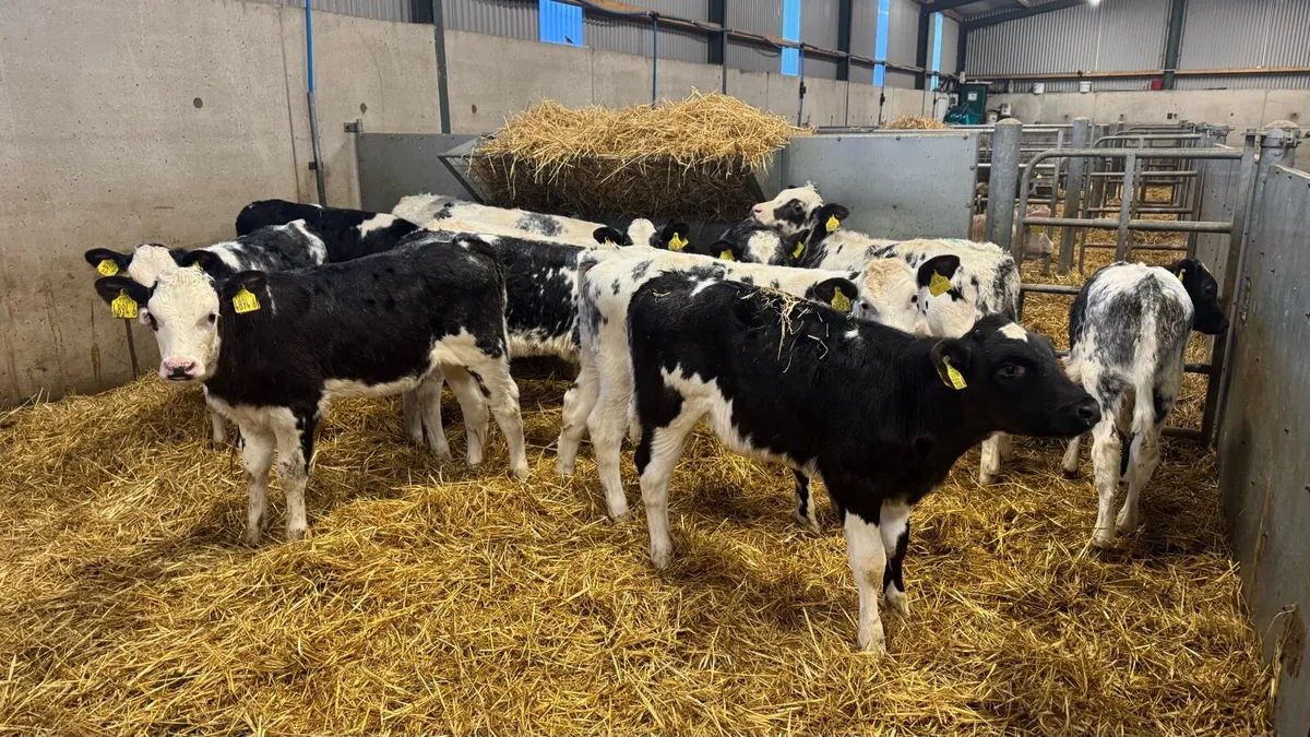 12 Belgian Blues - Image 3