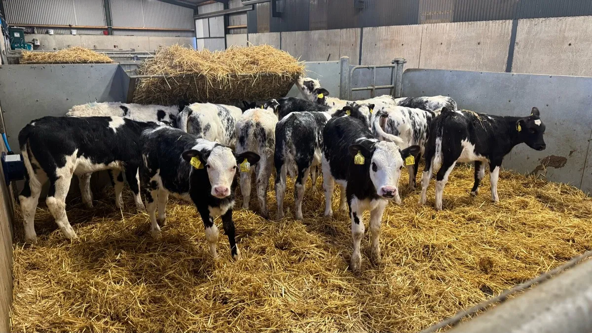 12 Belgian Blues - Image 4