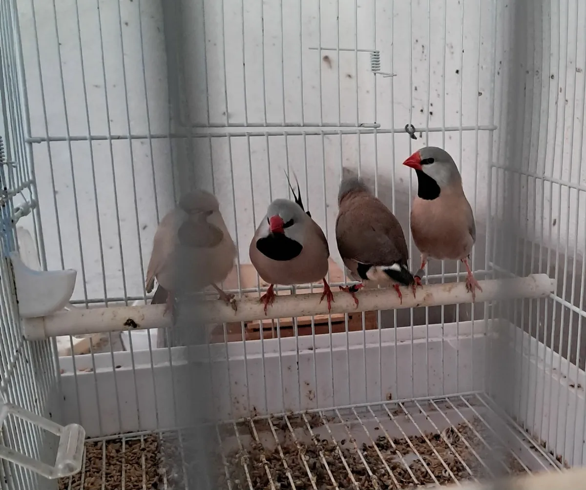 Birds for Sale. - Image 2