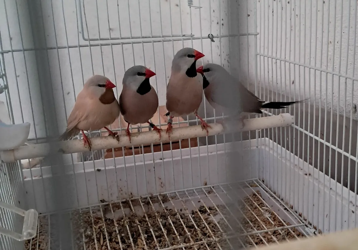 Birds for Sale. - Image 3