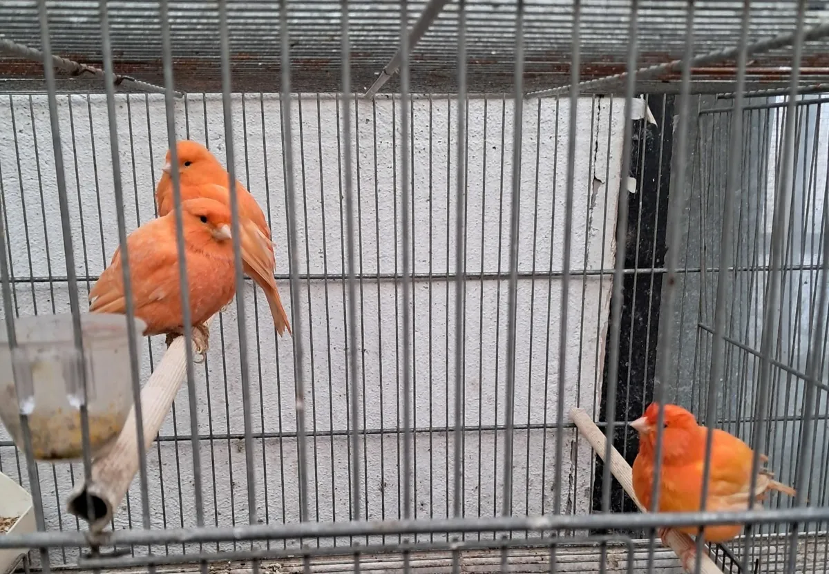 Birds for Sale. - Image 4