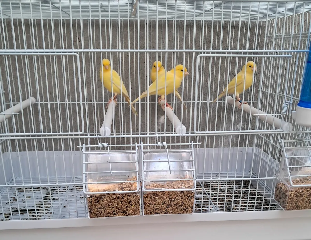 Birds for Sale. - Image 1