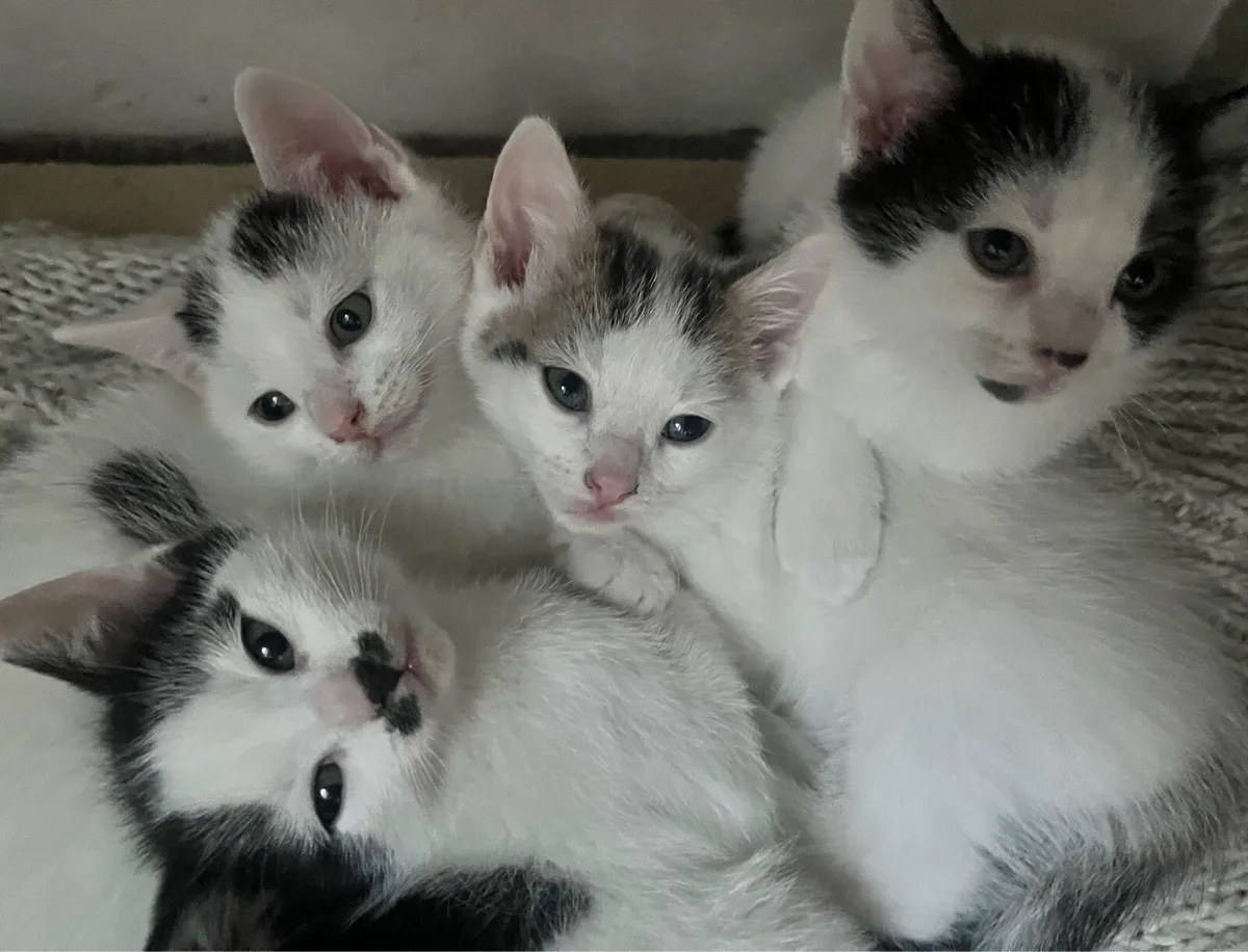 Healthy indoor kittens - Image 1