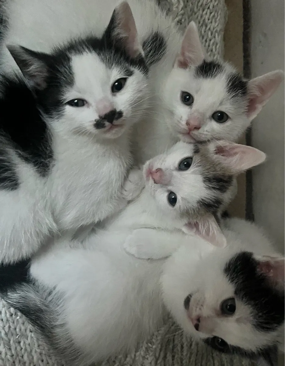 Healthy indoor kittens - Image 2