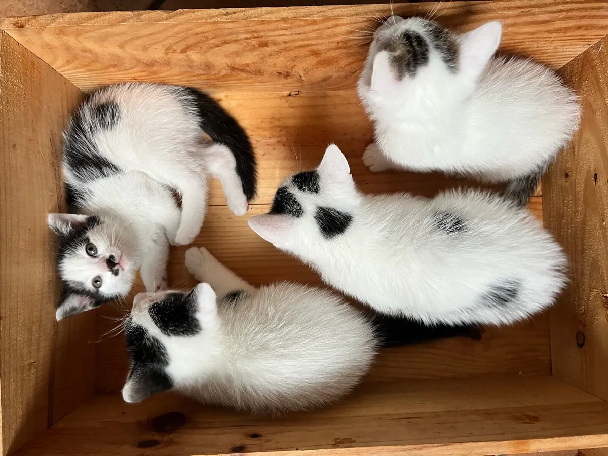 Healthy indoor kittens - Image 3