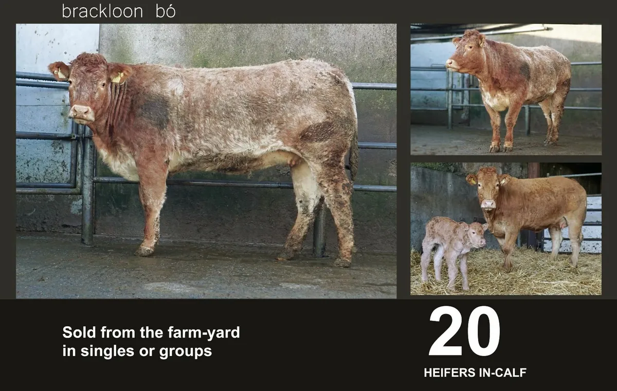 Heifers Incalf Springers - Image 1