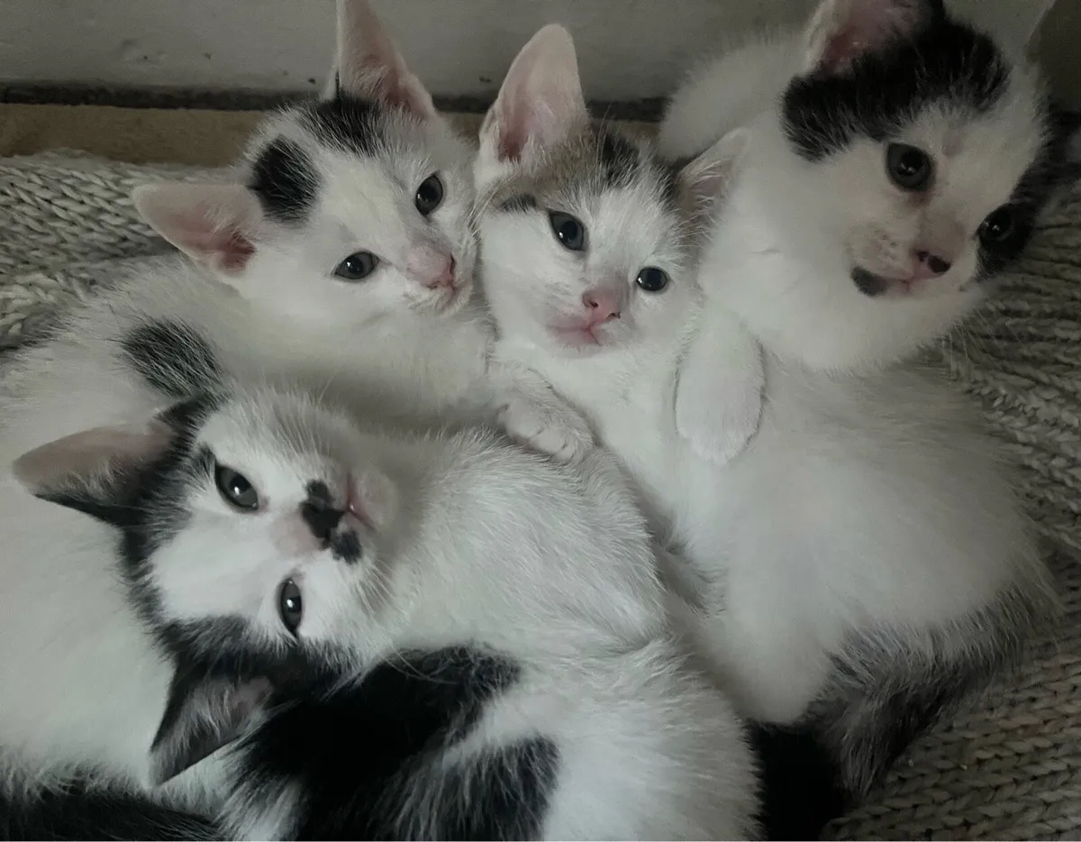 Three Healthy indoor kittens - Image 4