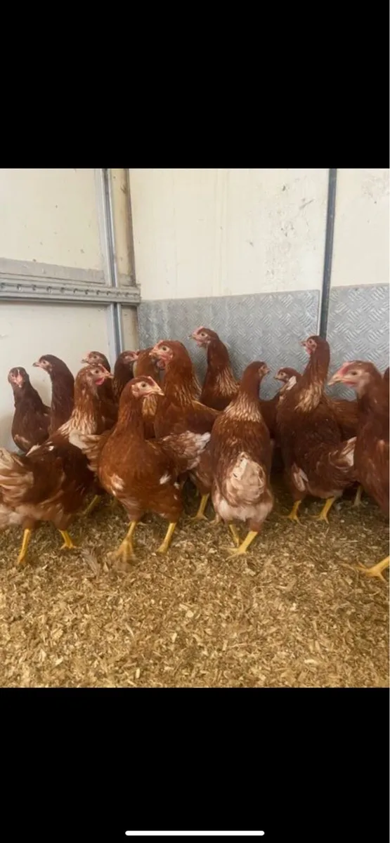 Point of lay hens - Image 1