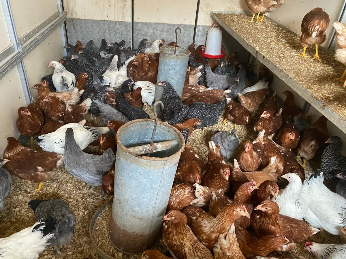 Point of lay hens - Image 3