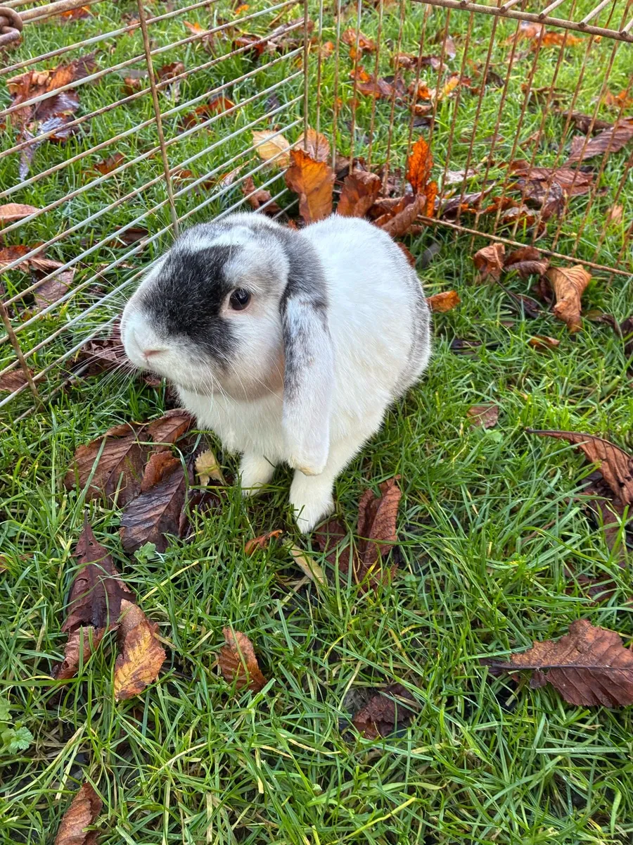 Lop Rabbit - Image 1