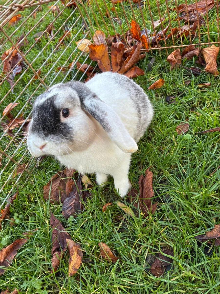 Lop Rabbit - Image 2