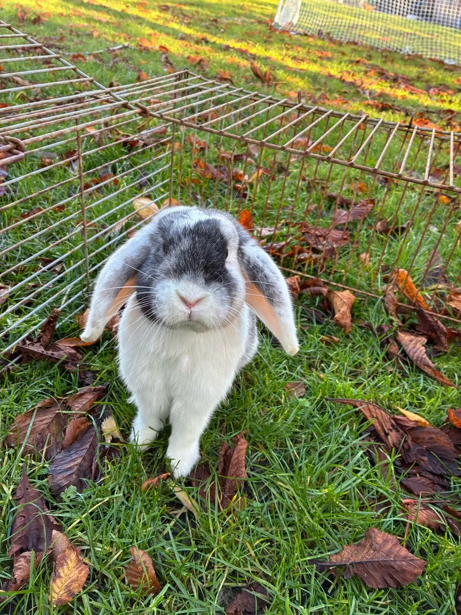 Lop Rabbit - Image 3
