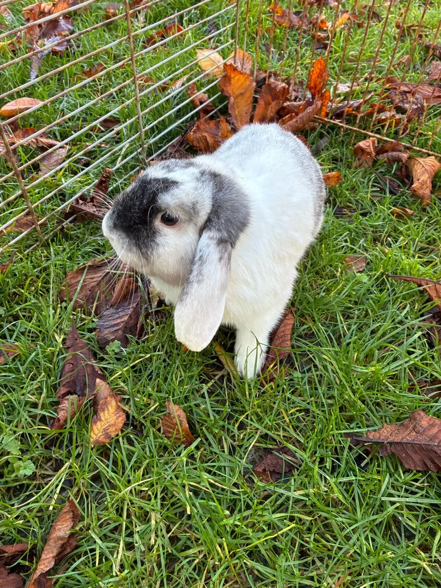 Lop Rabbit - Image 4