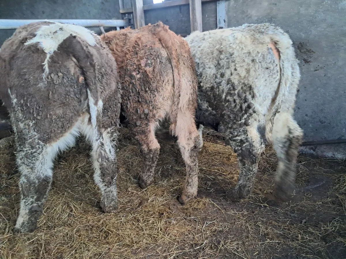 Three nice weanling heifers - Image 1