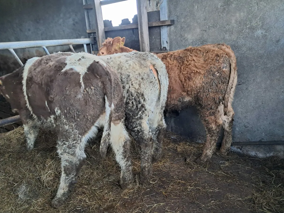 Three nice weanling heifers - Image 2