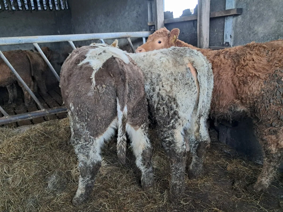 Three nice weanling heifers - Image 3
