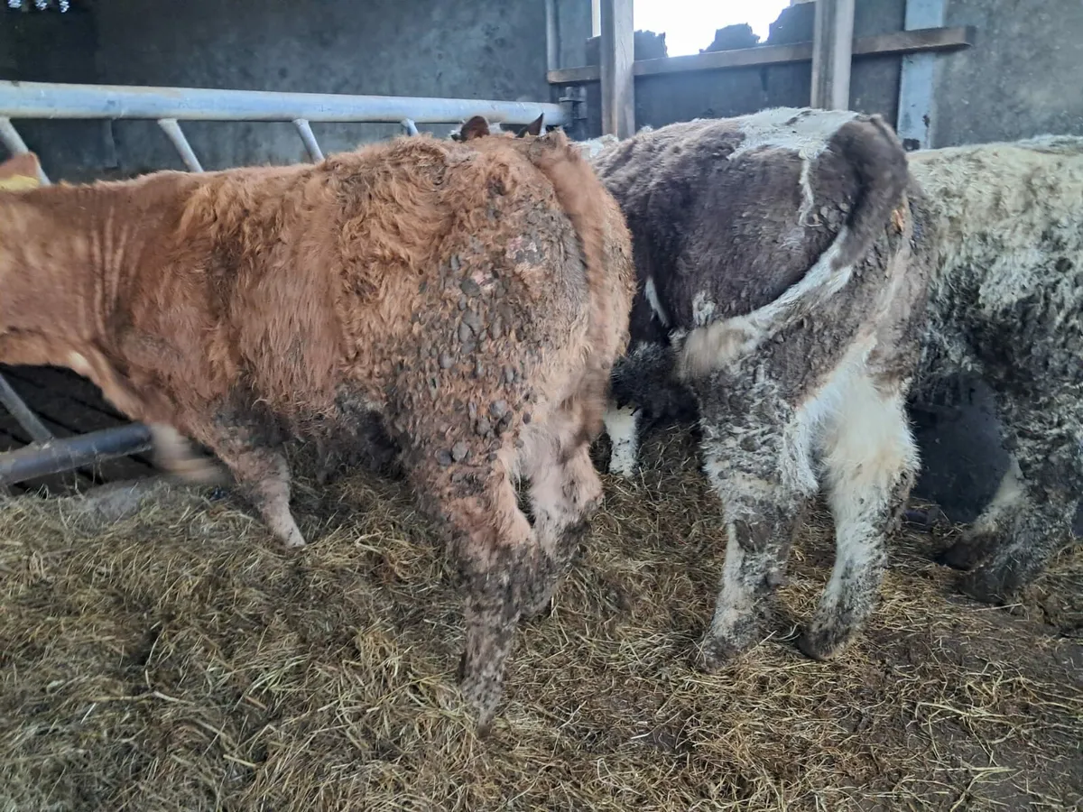 Three nice weanling heifers - Image 4