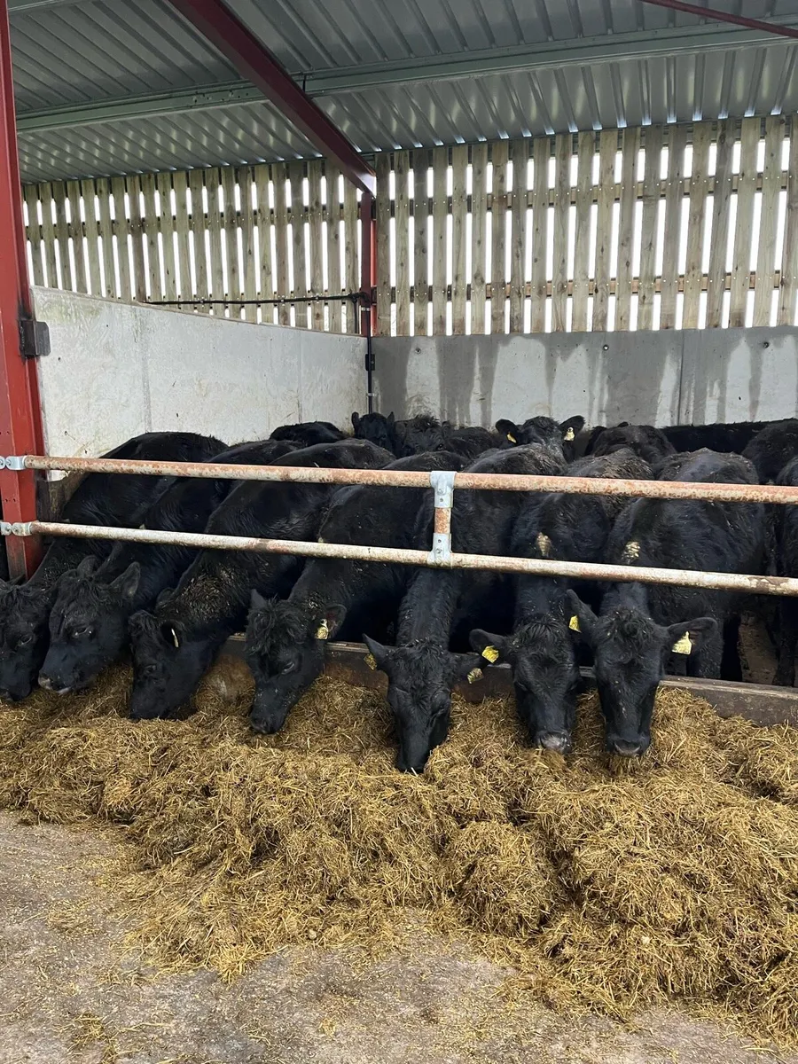 AA heifers - Image 1