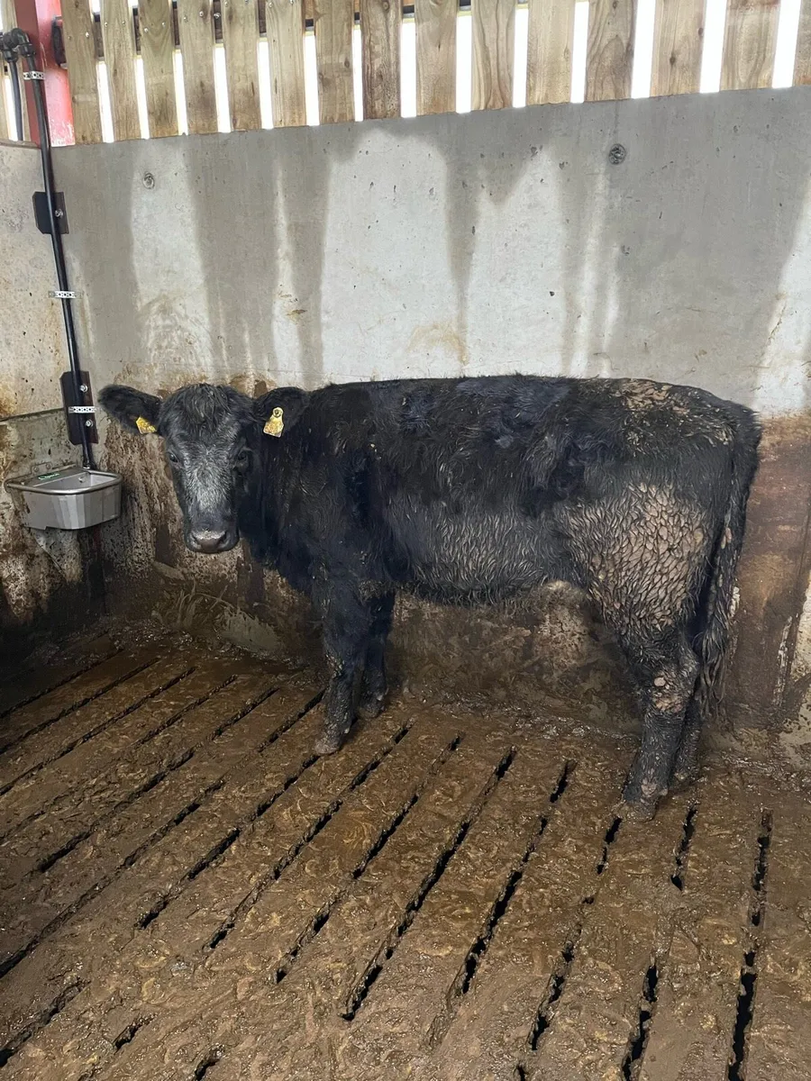 AA heifers - Image 2