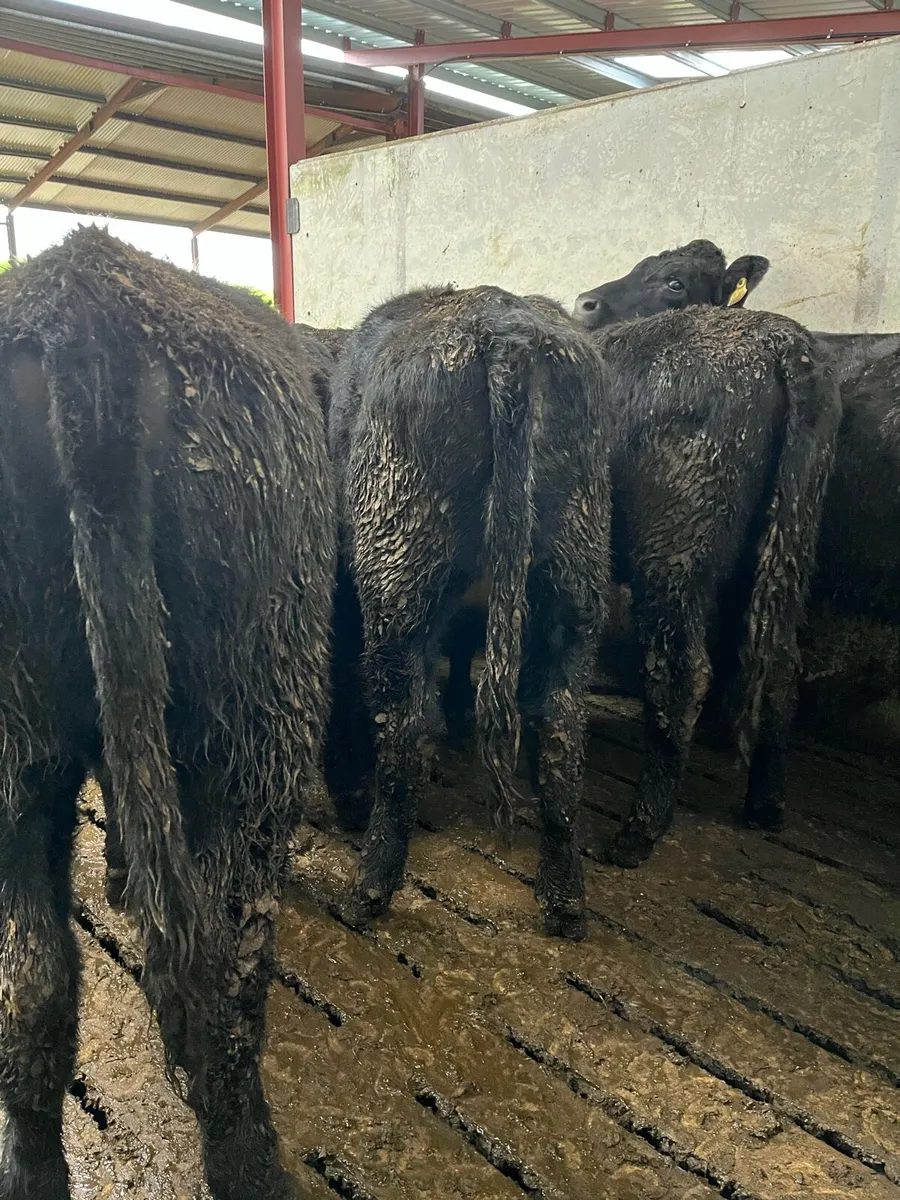 AA heifers - Image 3