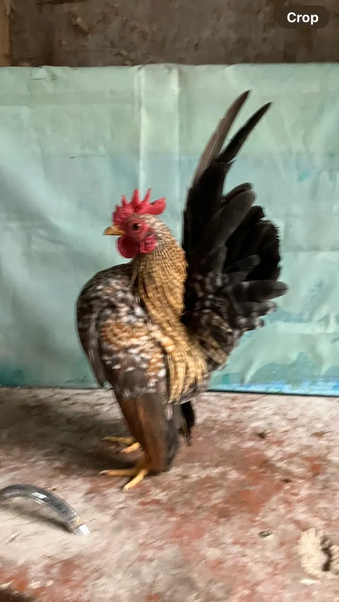 Serama/ call ducks - Image 1