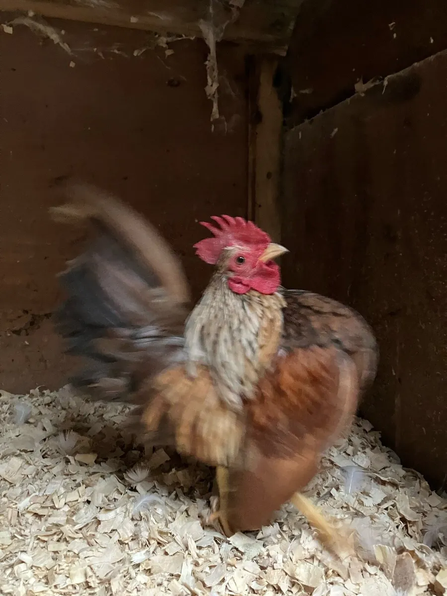 Serama/ call ducks - Image 2