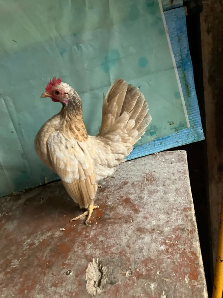 Serama/ call ducks - Image 3