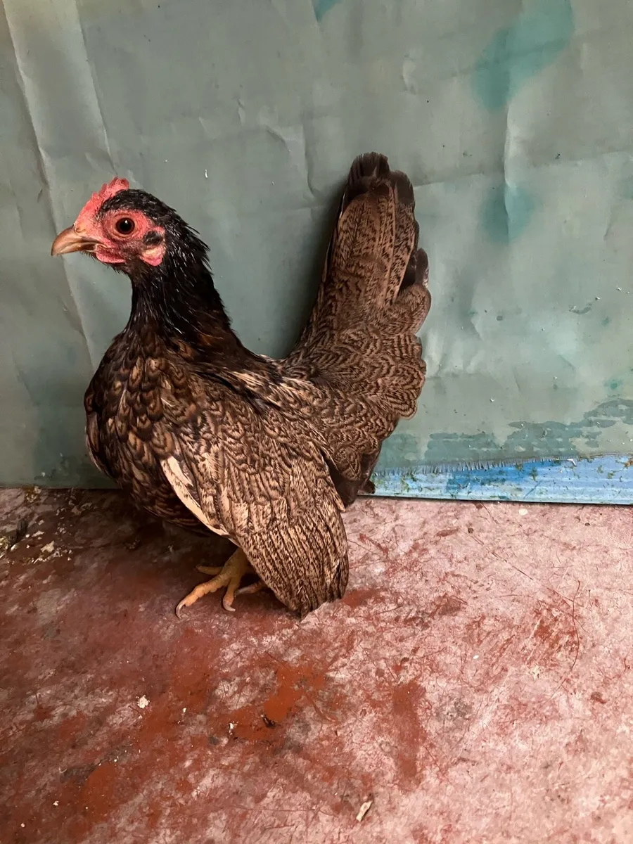 Serama/ call ducks - Image 4