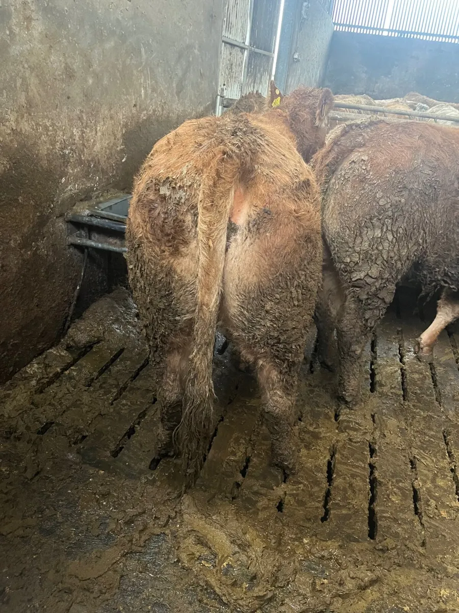 Store heifers - Image 1