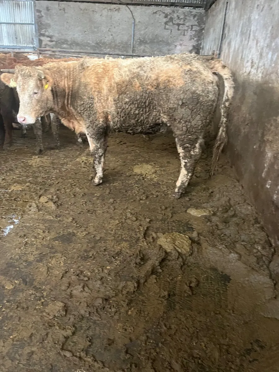 Store heifers - Image 2