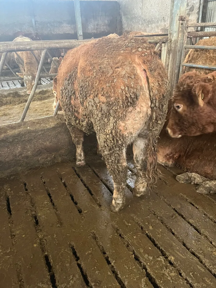 Store heifers - Image 3