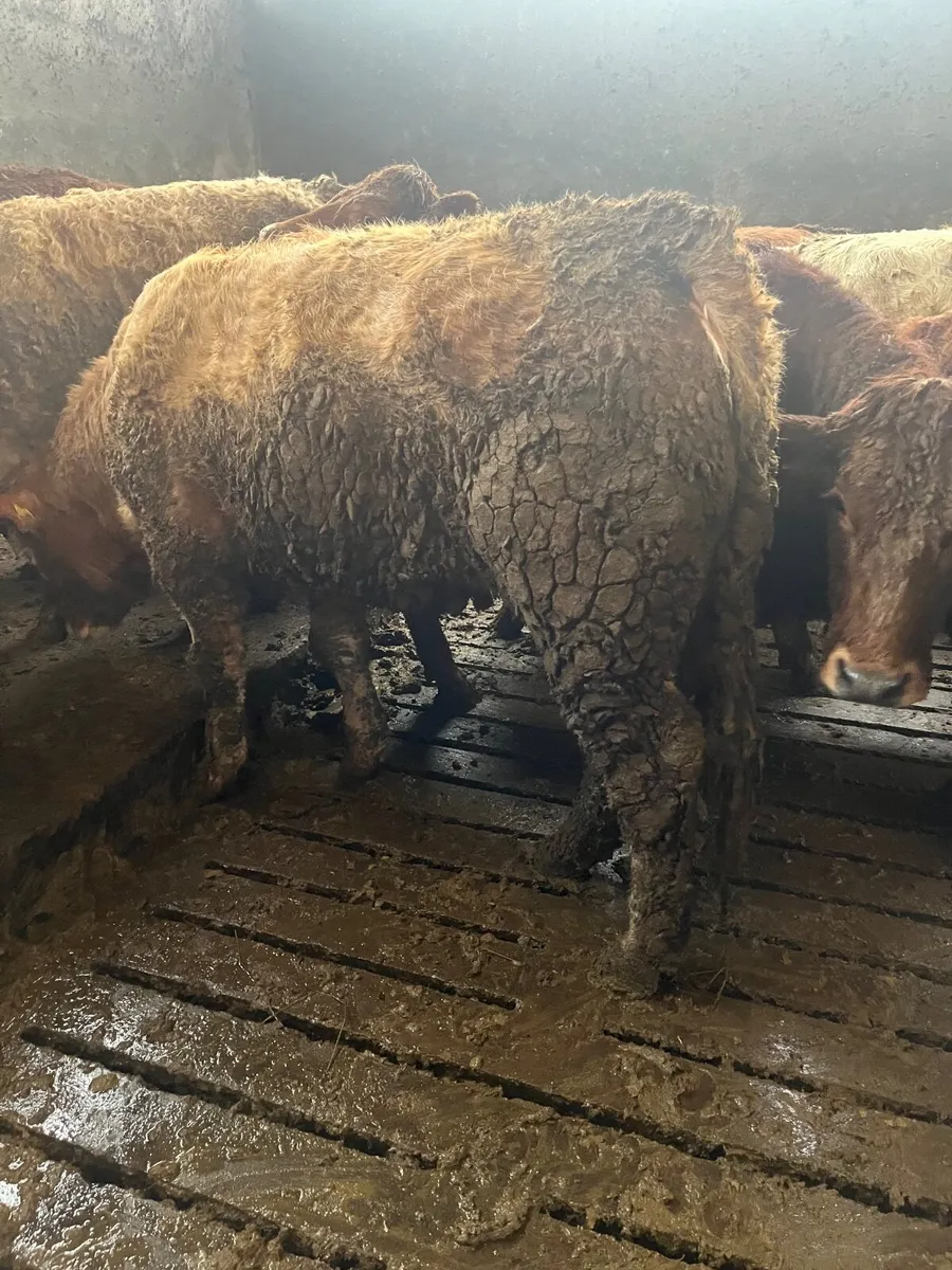 Store heifers - Image 4