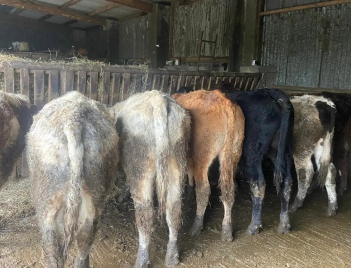 9 quality continental bullocks - Image 2