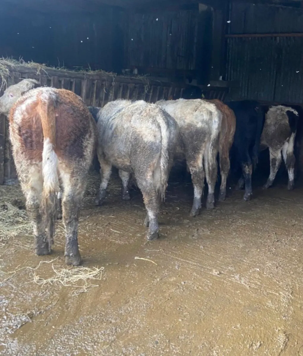 9 quality continental bullocks - Image 3