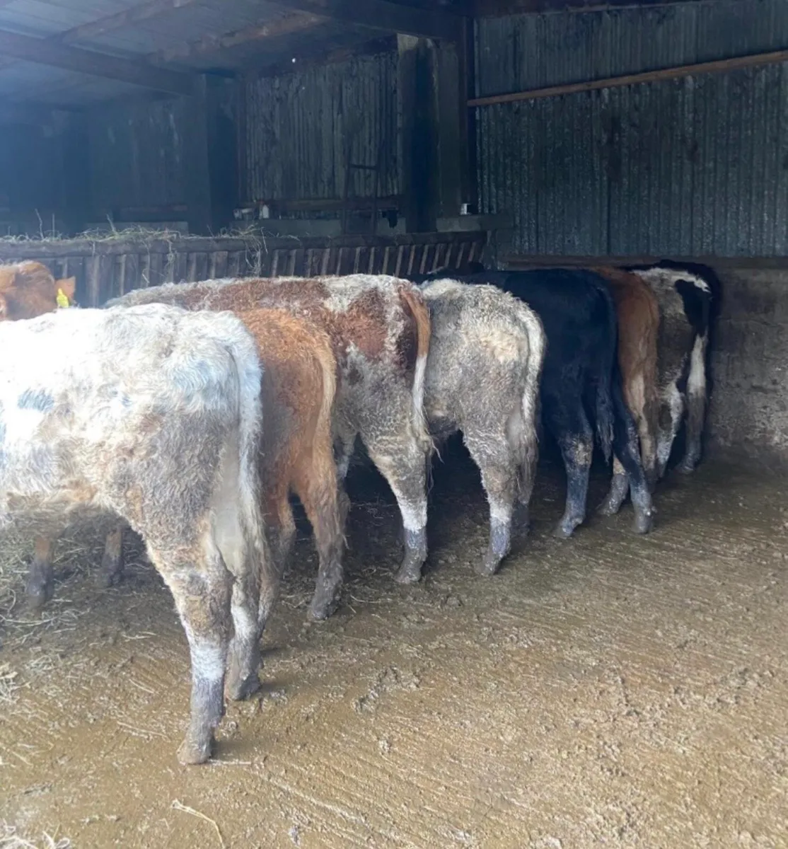 9 quality continental bullocks - Image 4