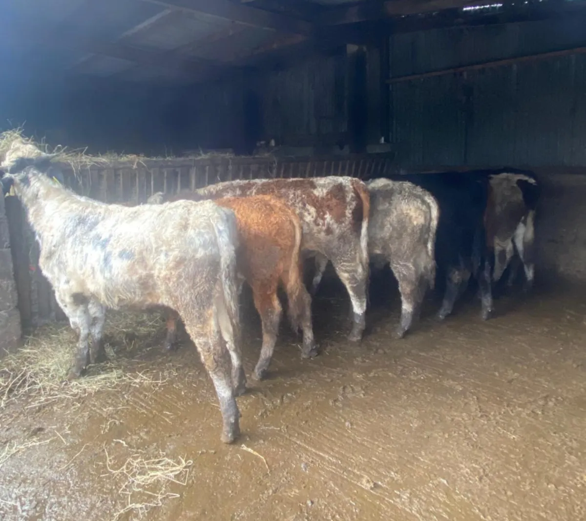 9 quality continental bullocks - Image 1